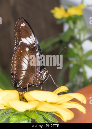 Schöner Schmetterling Landung auf eine gelbe Blume Stockfoto