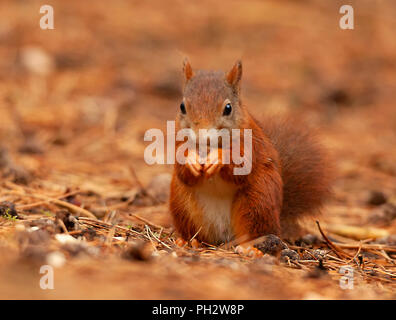 Formby Rot Suirrels Stockfoto