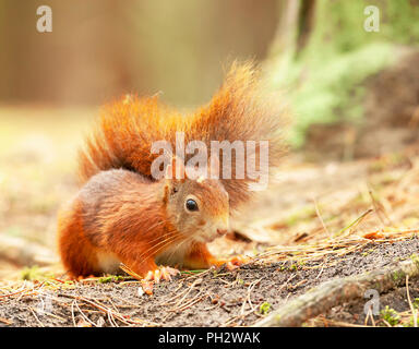 Formby Rot Suirrels Stockfoto