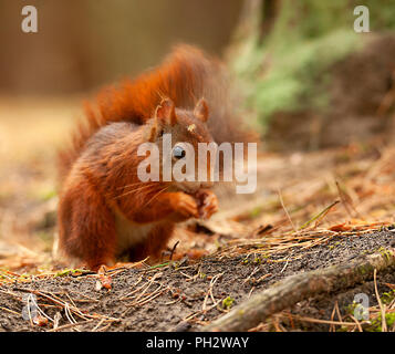 Formby Rot Suirrels Stockfoto