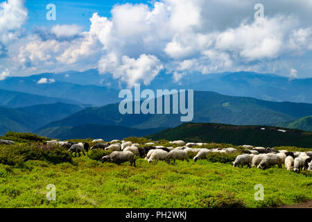 Schafe, Lämmer auf dem Berg Bauernhof gegen grüne Wiesen und schöne bewölkten Himmel. Warme Sommer Foto mit hellen Farben. Stockfoto