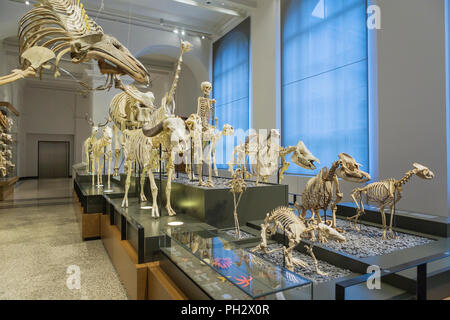 Staatliches Museum für Hessen, Hessisches Landesmuseum, Darmstadt, Hessen, Deutschland Stockfoto