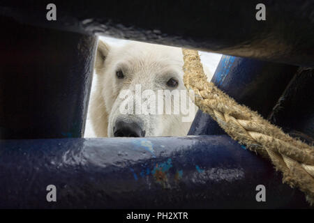 Eisbär (Ursus maritimus) Suchen Sie durch eine Öffnung in das Schiff deck, Svalbard, Norwegen Stockfoto