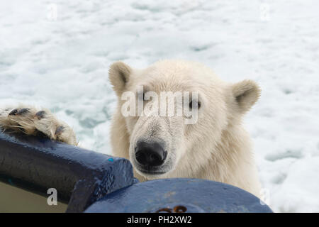 Eisbär (Ursus maritimus) versucht eine Expedition Schiff, Svalbard, Norwegen zu klettern Stockfoto