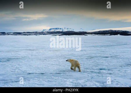 Eisbär (Ursus maritimus) laufen über Packeis, Svalbard, Norwegen Stockfoto