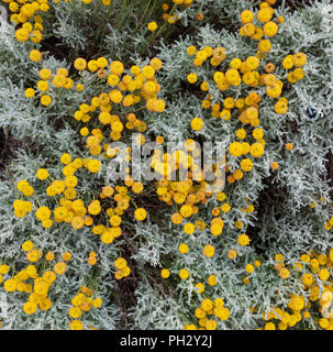 Santolina chamaecyparissus, traditionelle wild Heilpflanze mit gelben Blumen Stockfoto