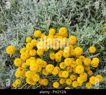 Santolina chamaecyparissus, traditionelle wild Heilpflanze mit gelben Blumen Stockfoto