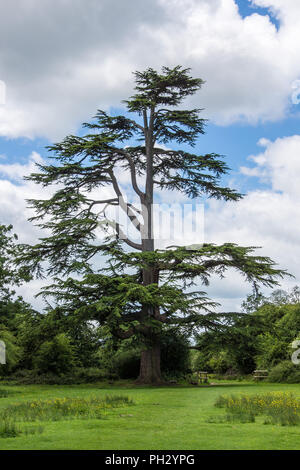 Ein einsamer Gemeine Kiefer (Pinus sylvestris) Baum in einem Wald im Park in der Grafschaft Essex mit Platz für zukünftiges Wachstum wächst Stockfoto