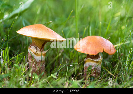 Zwei essbaren Pilzen suillus im Gras Nahaufnahme Stockfoto