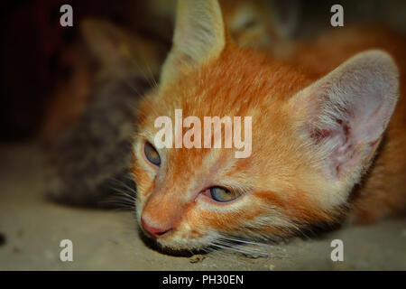 Weiße und gelbe Katze Blick an Kamera Stockfoto