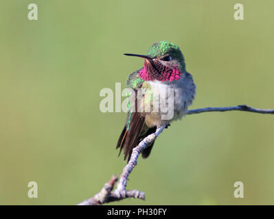 Breite-tailed Hummingbird 11.Juni, 2018 Winter Park, Colorado Stockfoto