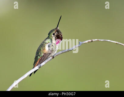 Breite-tailed Hummingbird 11.Juni, 2018 Winter Park, Colorado Stockfoto