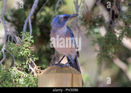 Woodhouse's Scrub Jay Juni 11th, 2018 Western Colorado Stockfoto