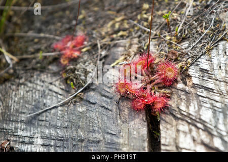 Runde-leaved Sonnentau, insekt Esser Anlage Stockfoto