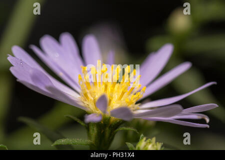 Aster, sternförmige Blume Stockfoto