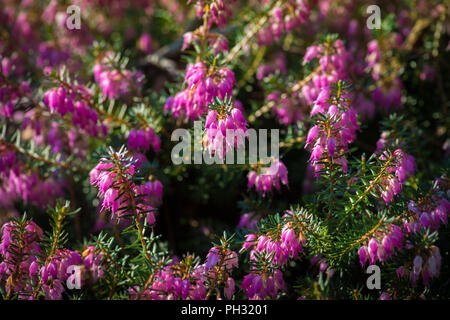 Erica Carnea Dezember rot Stockfoto