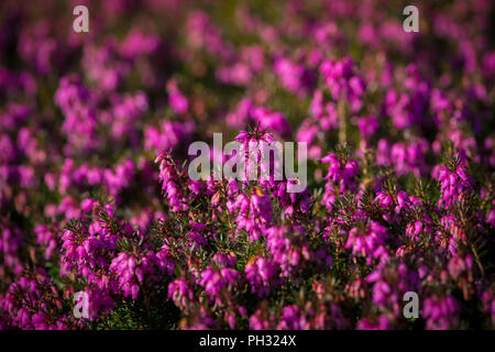 Erica dryas Wintersonne/Winter sun Stockfoto