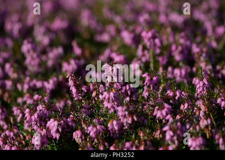 Erica dryas Wintersonne/Winter sun Stockfoto