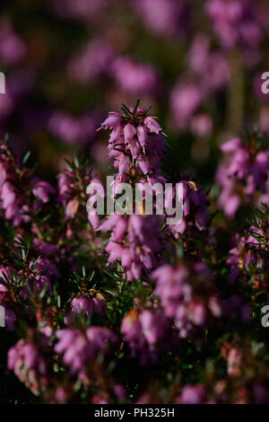 Erica dryas Wintersonne/Winter sun Stockfoto