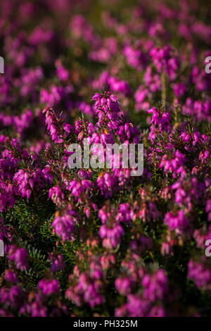 Erica dryas Wintersonne/Winter sun Stockfoto