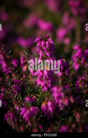 Erica dryas Wintersonne/Winter sun Stockfoto