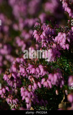 Erica dryas Wintersonne/Winter sun Stockfoto