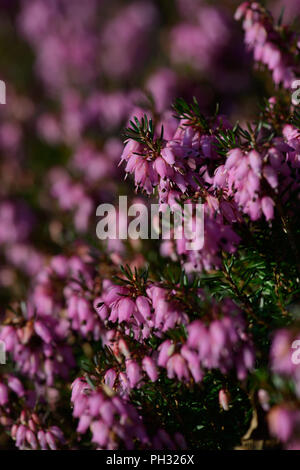 Erica dryas Wintersonne/Winter sun Stockfoto