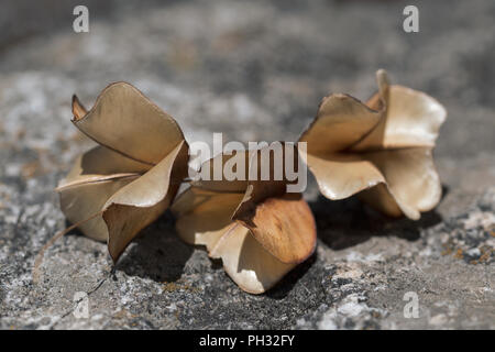 Trockene Samenkapseln auf Rock Oberfläche gefallen Stockfoto