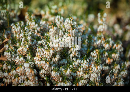 Erica Dryas alba Springwood White Stockfoto