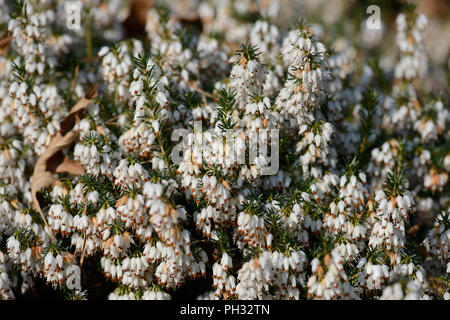 Erica Dryas alba Springwood White Stockfoto