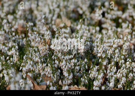 Erica Dryas alba Springwood White Stockfoto