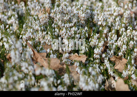 Erica Dryas alba Springwood White Stockfoto