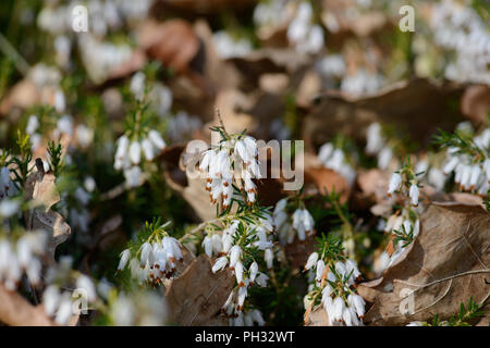 Erica Dryas alba Springwood White Stockfoto