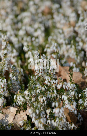 Erica Dryas alba Springwood White Stockfoto