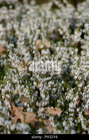 Erica Dryas alba Springwood White Stockfoto