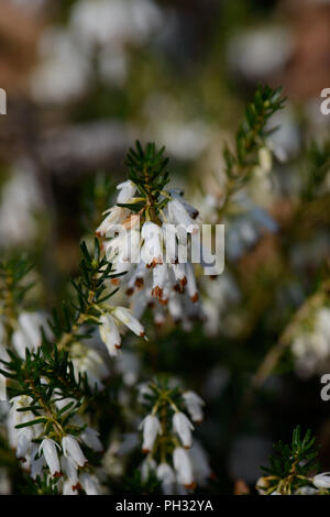 Erica Dryas alba Springwood White Stockfoto