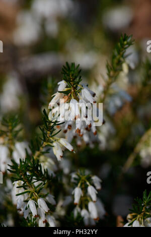 Erica Dryas alba Springwood White Stockfoto