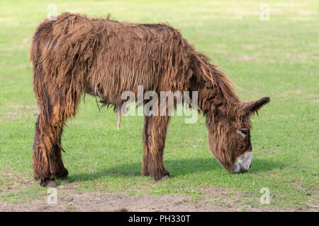 Langhaarige Esel Equus africanus asinus grasen auf einer grünen Wiese an einem Bauernhof im Sommer Stockfoto