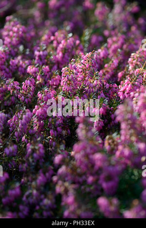 Erica Carnea Myretoun Ruby Stockfoto