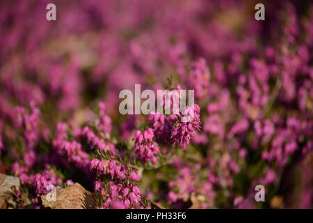 Erica dryas Torhüter Rot Stockfoto