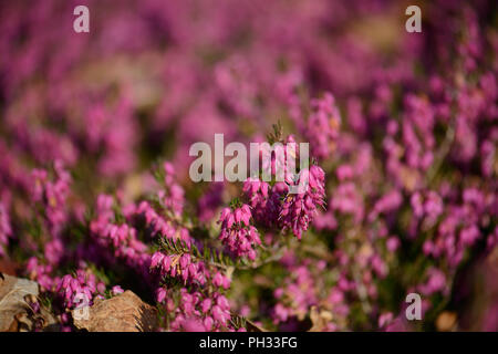 Erica dryas Torhüter Rot Stockfoto