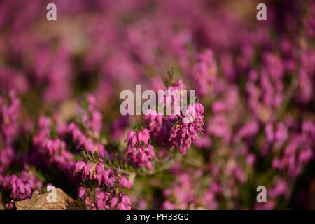 Erica dryas Torhüter Rot Stockfoto