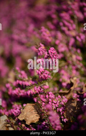 Erica dryas Torhüter Rot Stockfoto