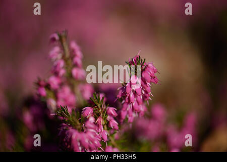 Erica dryas Torhüter Rot Stockfoto