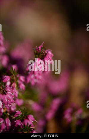 Erica dryas Torhüter Rot Stockfoto
