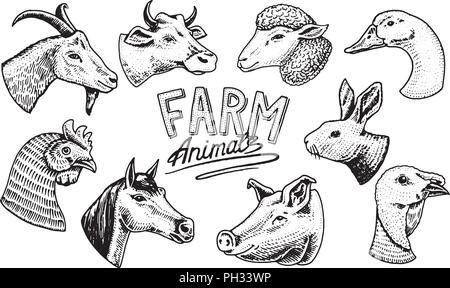 Farm Animal. Leiter einer inländischen Ziege. Logo oder Emblem für Schild. das Symbol für das Menü. Etikett für natürliche Produkte. graviert Hand in alte Skizze vintage Stil gezeichnet. Stock Vektor