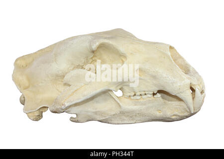Polar Bear Skull Stockfoto