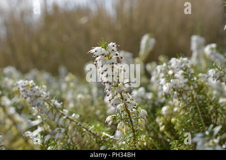 Erica dryas Winter Schnee Stockfoto