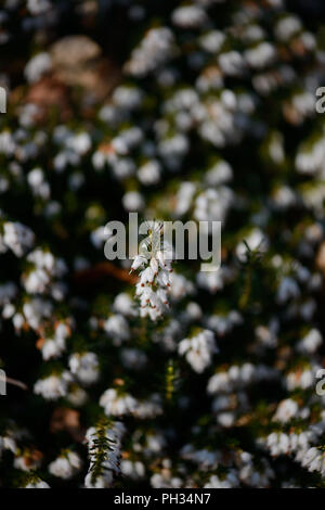 Erica darlyensis Schnee Überraschung Stockfoto