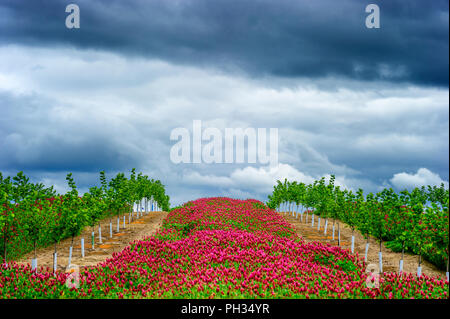 Eine Reihe von Rotklee Blüten zwischen den Reihen von Bäumen in einem neuen Obstgarten, wächst auf einem rollenden hilll bei bewölktem Himmel. Stockfoto